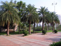 花卉世界網 福建省 上海 南安市新藍天園林綠化產品展示