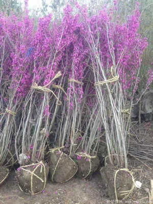 河南開(kāi)元園林生態(tài)實(shí)業(yè)