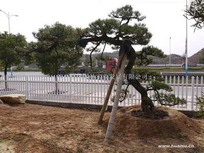 日本黑松no069江西吉安精品苗木,工程苗木-江西井岡園林實業(yè)發(fā)展商鋪供應(yīng)列表-第1頁