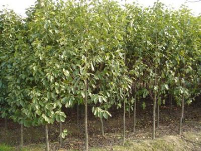 河南北方園林綠化實業(yè)