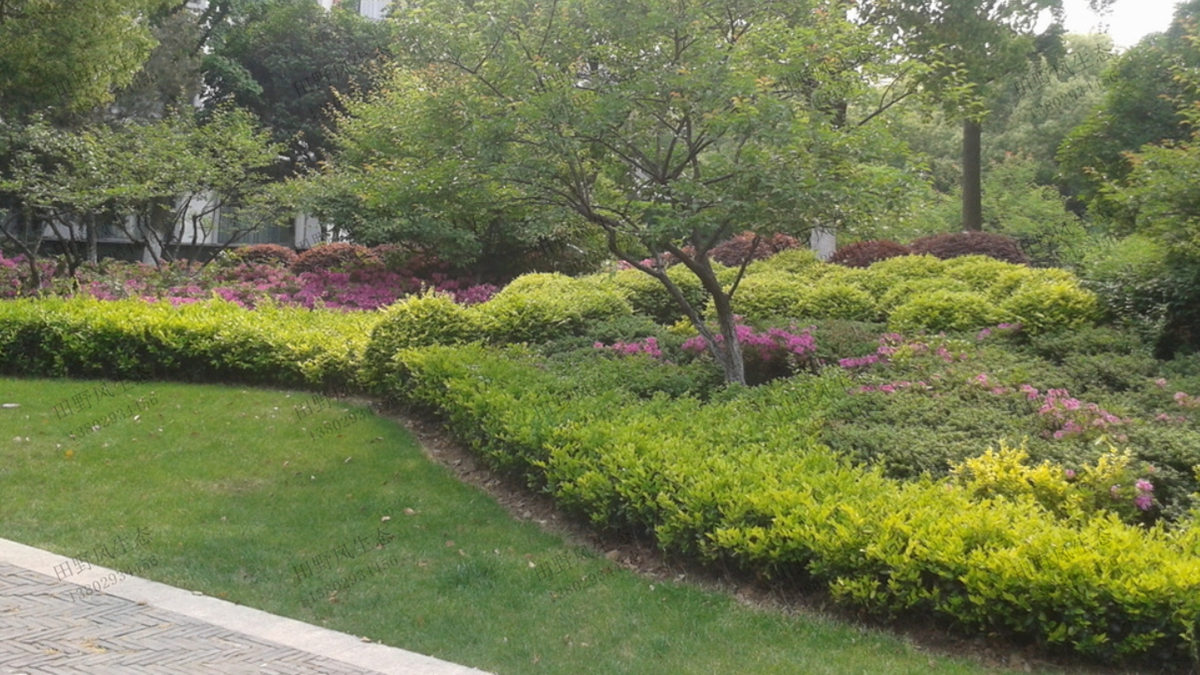 住宅小區(qū)園林綠化養(yǎng)護(hù)管理服務(wù)-綠化養(yǎng)護(hù)-廣東田野風(fēng)實(shí)業(yè)