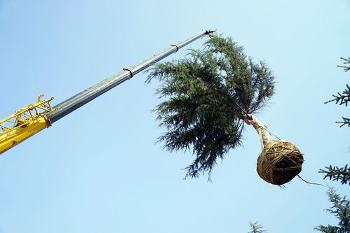 實業(yè)公司海奧園林公司多措并舉 為新機場建設添磚加瓦 &ndash;