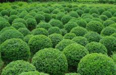 河南開(kāi)元園林生態(tài)實(shí)業(yè)