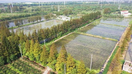 國(guó)慶將部分開放 長(zhǎng)興島郊野公園的花溪湖游客中心提質(zhì)升級(jí)完成