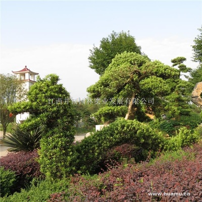 【羅漢松商|江西省吉安市吉州大道5號羅漢松】江西井岡園林實業(yè)發(fā)展羅漢松價格