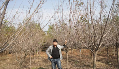 【日本櫻花,日本晚櫻,日本早櫻花基地】價格,廠家,圖片,喬木,河南開元園林生態(tài)實業(yè)-