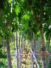 東莞黃花梨 名貴木材降香黃檀的市場價格與園林實業(yè)前景